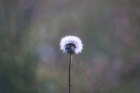 اشتباهات رایج در مورد شایستگی‌ها